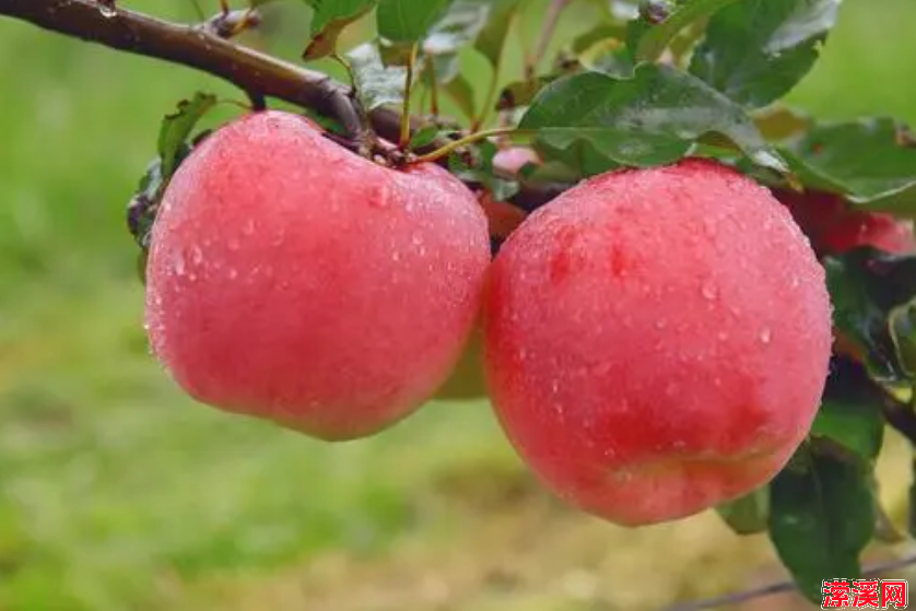 怎样用苹果做简单好吃的小零食，苹果加饺子皮教你秘制小零食