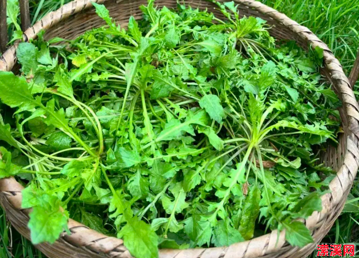 春天孩子长身体的黄金期，多吃9种高钙菜，增强体质，好吃不贵