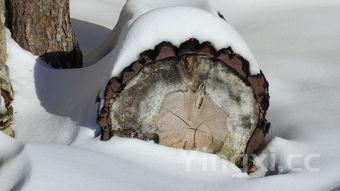 冰皮月饼材料是什么，冰皮月饼材料