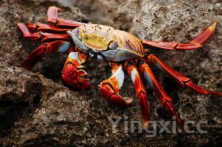 十二两白酒的酒量，到底处于什么水平？能喝到啥程度？