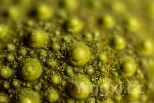 绿豆汤怎么煮最降火，绿豆汤要怎么煮是清火效果最好的