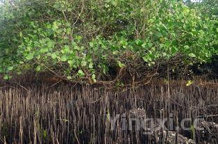 沙参的功效与作用，石斛的功效与作用