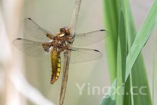 包粽子的方法与步骤图视频教程，包粽子的详细步骤和方法