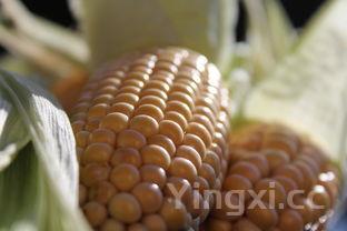 玉米虾仁饺子馅的做法大全,虾仁饺子馅的做法大全