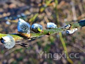 秋冬时节，探寻那些令人陶醉的好喝白酒之选