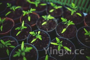 你知道端午节为什么要吃粽子吗?，端午节为什么要吃粽子的原因