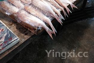 马步鱼的做法，马步鱼的做法最简单