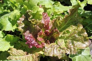 炒红苋菜：绿色健康的家常美味