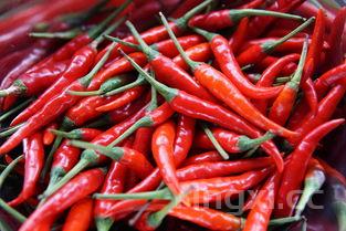 澳洲大龙虾图片真正的龙虾都有一对大钳子吗图片