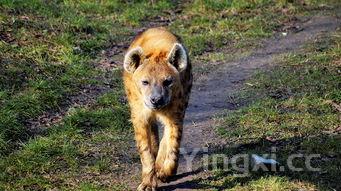 红烧狮子头的由来和历史，红烧狮子头的由来
