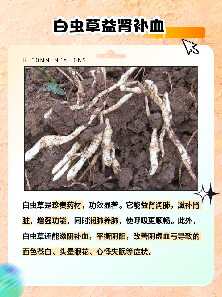 冬虫夏草功效与作用及禁忌人群，虫草的功效与作用禁忌